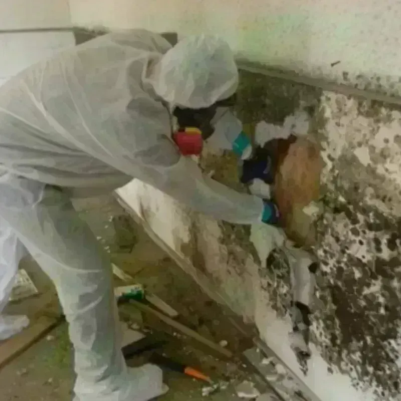 Mold Remediation and Removal in Peridot, AZ